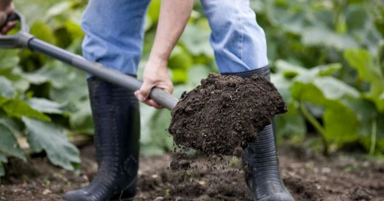 Що обов'язково треба посадити у квітні: повний перелік овочів для жителів Дніпропетровщини