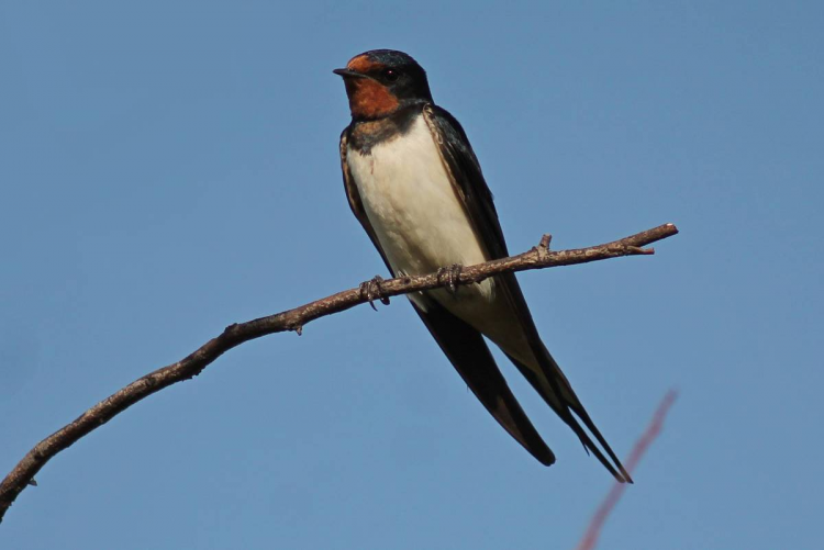 Мовчазна весна на Дніпропетровщині: чому з міст та сіл регіону поступово зникають ластівки