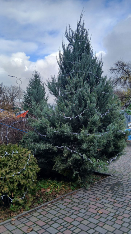 Кам'янське в очікуванні свята: які новорічні декорації та ілюмінацію вже встановили у Центральному парку