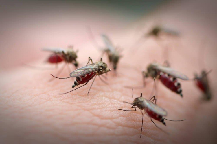 Як ефективно захиститися від комарів влітку: способи, що працюють