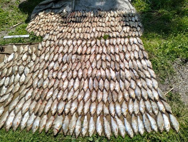 Збитків на мільйон - рибоохоронці зупинили браконьєрів, які виловили 600 рибин на Кам'янському водосховищі